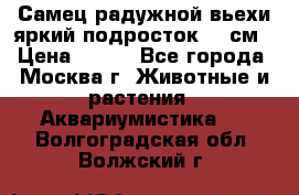 Самец радужной вьехи яркий подросток 15 см › Цена ­ 350 - Все города, Москва г. Животные и растения » Аквариумистика   . Волгоградская обл.,Волжский г.